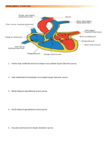 1. Verilen kalp modelinde temiz kan (oksijen oranı yüksek) taşıyan