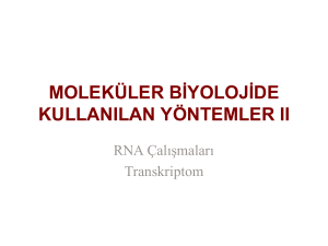 MBKY II-3 RNA Çalışmaları