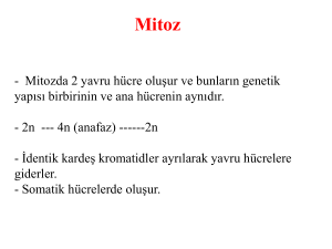 Mitoz - AVES