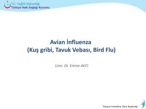 Avian İnfluenza (Kuş gribi, Tavuk Vebası, Bird Flu)