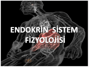 Endokrin Sistem