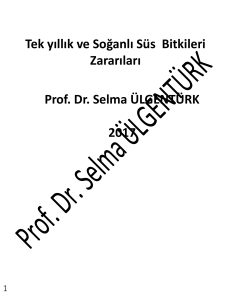 Tek yıllık ve Soğanlı Süs Bitkileri Zararıları Prof. Dr. Selma