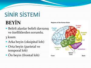 beyin