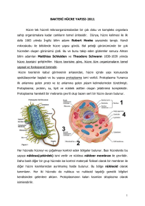 Bakteri Hücre Yapısı