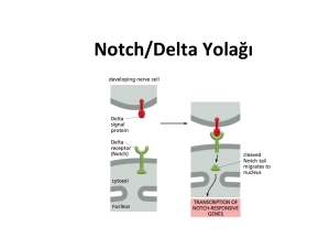 Notch/Delta Yolağı
