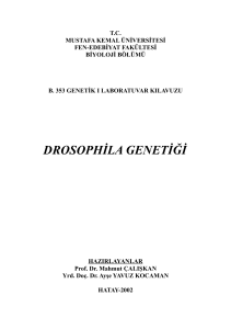 drosophila genetiği - Biyoloji Ders Notları