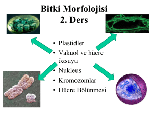 Bitki Morfolojisi 2. Ders