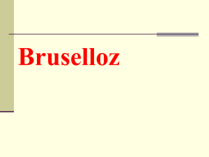 2-sinif-brusella16082012