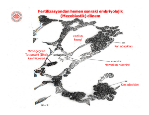 Fertilizasyondan hemen sonraki embriyolojik (Mezoblastik) dönem