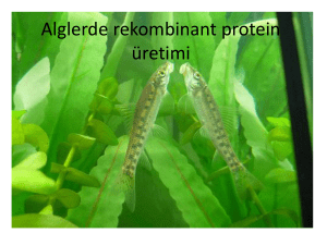 Alglerde recombinant protein üretimi