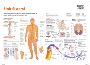 Sinir Sistemi - Bilim Teknik