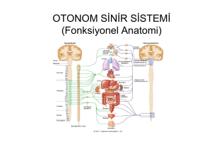 OTONOM SİNİR SİSTEMİ (Fonksiyonel Anatomi)