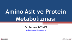 Amino Asit ve Protein Metabolizması