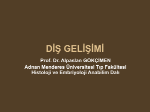diş gelişimi - Adnan Menderes Üniversitesi