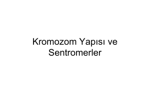 Kromozom yapısı ve sentromerler 2015