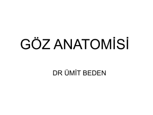 göz anatomisi - Prof. Dr. Ümit Beden