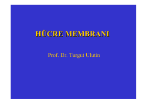 Hucre_Membrani192.15 KB