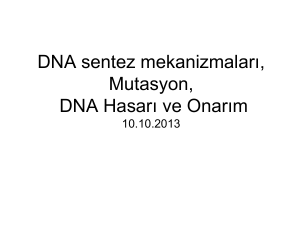 DNA polimeraz I