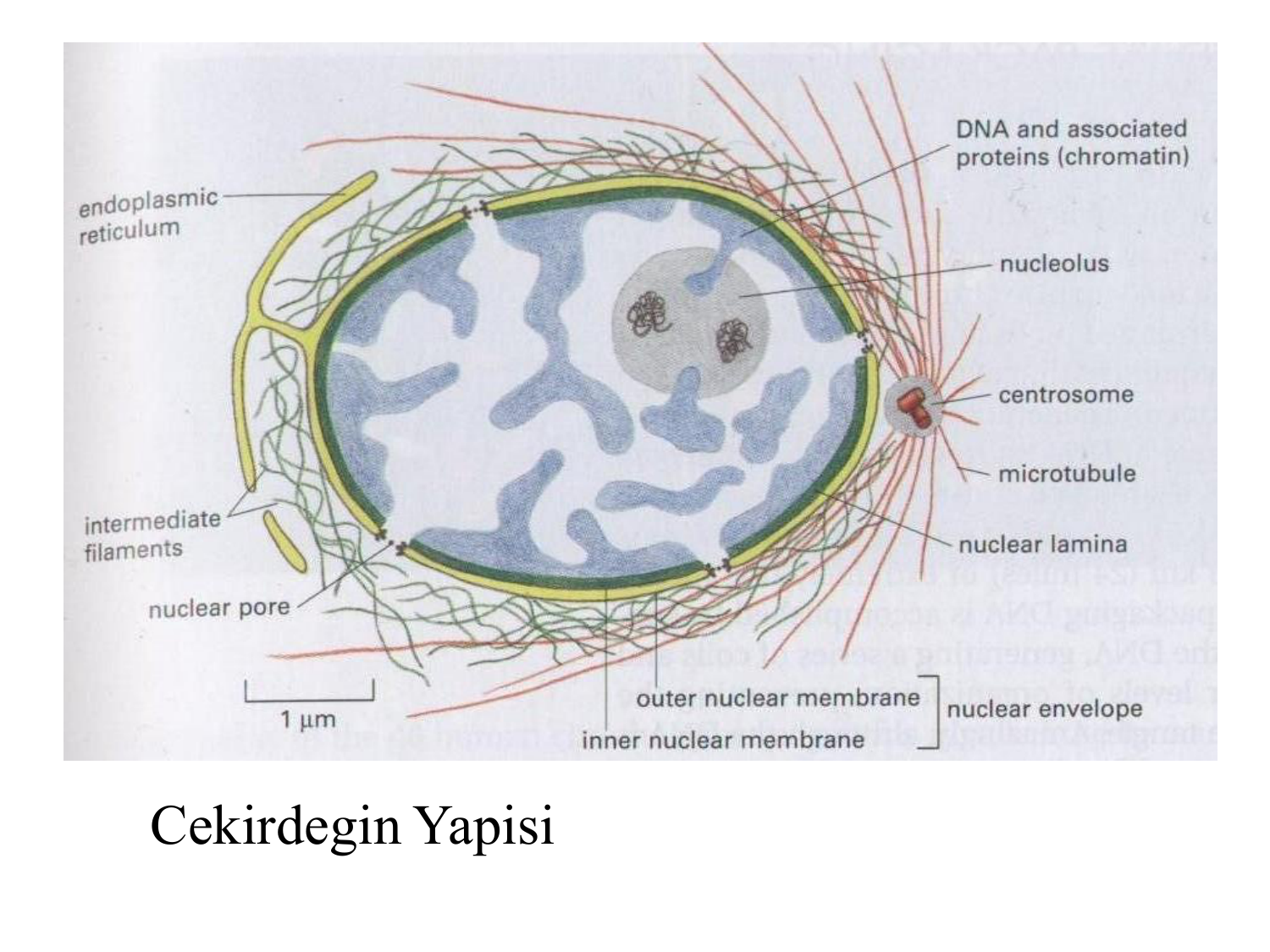Цитоскелет клетки какой органоид. Цитоскелет двумембранный органоид. Цитоскелет эукариот строение. Немембранные органеллы клетки цитоскелет. Строение цитоскелета клетки.