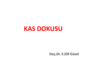 Kas-Dokusu-Iskelet-Kasi-Histolojisi573.72 KB