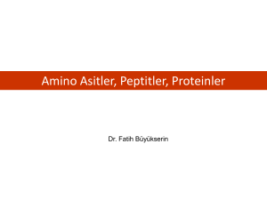 Amino Asitler, Peptitler, Proteinler