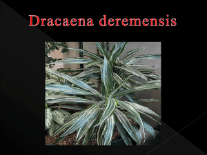 Dracaena deremensis