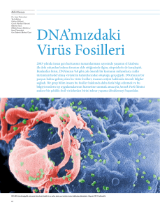 DNA`mızdaki Virüs Fosilleri
