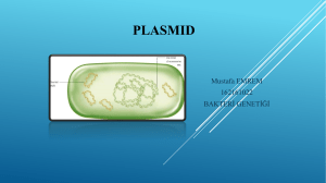 küçük plasmidler