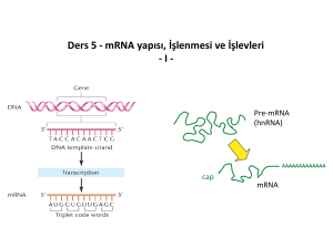 Ders 5 - mRNA yapısı, İşlenmesi ve İşlevleri - I -