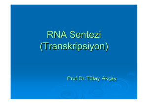 RNA Sentezi (Transkripsiyon)