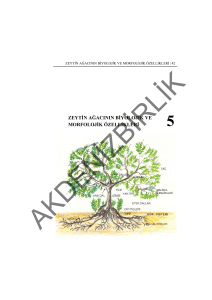 zeytin ağacının biyolojik ve morfolojik özellikleri