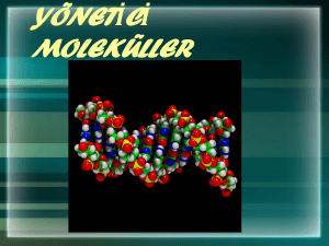 yönetici moleküller