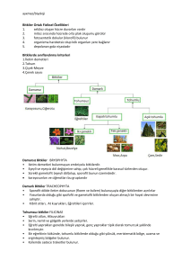 ayxmaz/biyoloji Bitkiler Ortak Fiziksel Özellikleri 1. selüloz oluşan