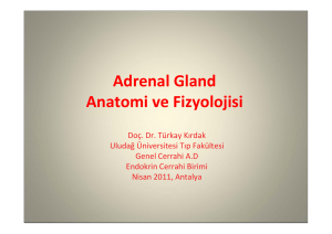 Adrenal Gland Anatomi ve Fizyolojisi