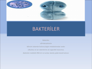 bakteriler - Ders sunu