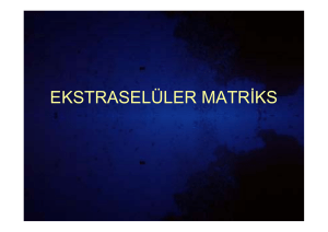 Ekstraseluler_Matriks378.48 KB