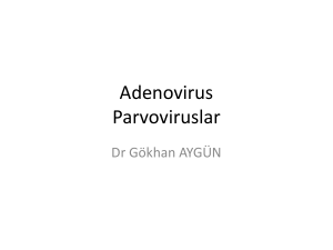 Adenovirus parvo