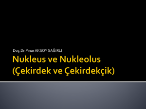 Nukleus ve Nukleolus (Çekirdek ve Çekirdekçik)