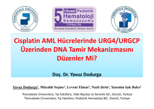 Cisplatin AML Hücrelerinde URG4/URGCP Üzerinden DNA Tamir