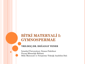 Bitki Materyali I: Gymnosperm-2.Ders - AVES