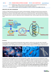 8.1.1.1. Nükleotid, gen, DNA ve kromozom kavramlarını