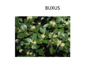 buxus - Plant Media