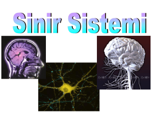 Sinir Sistemi Fizyolojisi_7