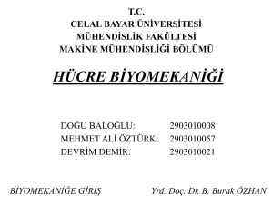 hücre b*yomekan - Celal Bayar Üniversitesi