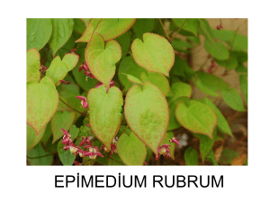 epimedium rubrum