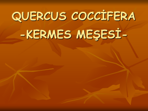 quercus coccifera -kermes meşesi