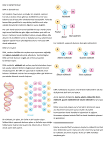 8.Sınıf DNA ve Genetik Bilgi Konu Anlatımı İndir