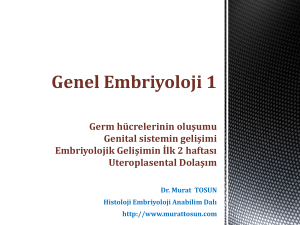 Embriyonik Dönemde Germ hücrelerinin oluşumu ve Genital