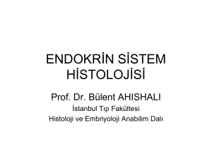 endokrin sistem histolojisi