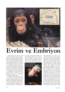 Evrim ve Embriyon